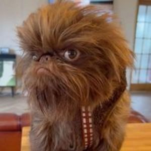 Meet your Posher, Moses